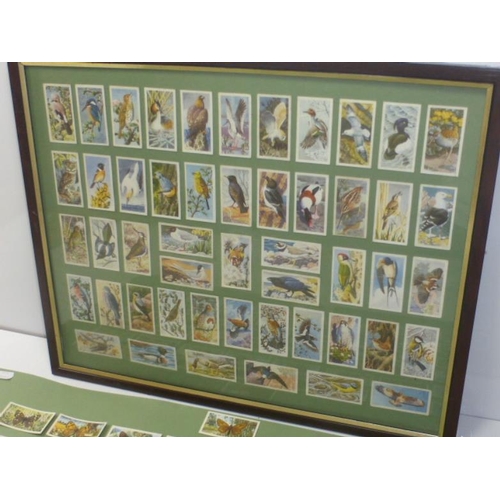 109 - Two Collections of Cigarette Cards including Butterflys and Birds, one Framed and Glazed