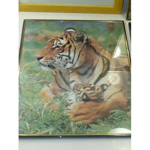 17 - Three Framed and Glazed Tiger Prints and a Renoir entitled Flowers in a Vase