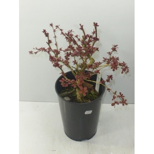 586 - Potted Berberrys Plant