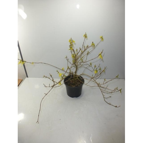 591 - Potted Forsythia plant