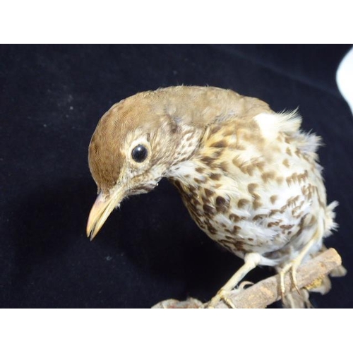 25 - Taxidermy Song Thrush Wall Mounted