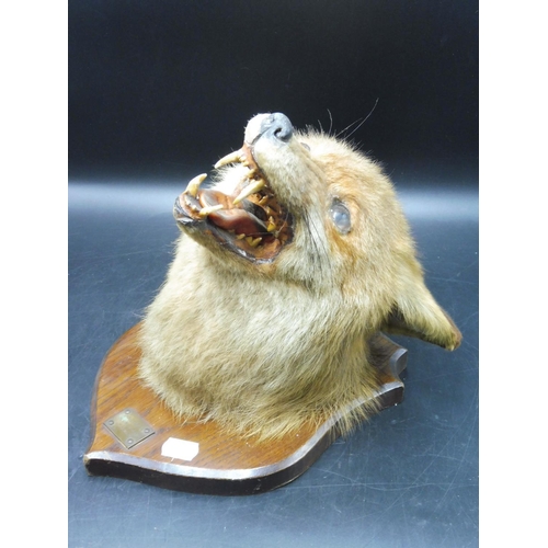 1 - Taxidermy Fox Mask Mounted on Wall Plinth