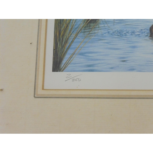 9 - Limited edition of print (2/200) signed by Colin Wood entitled Black-necked Grebes at Woolston eyes