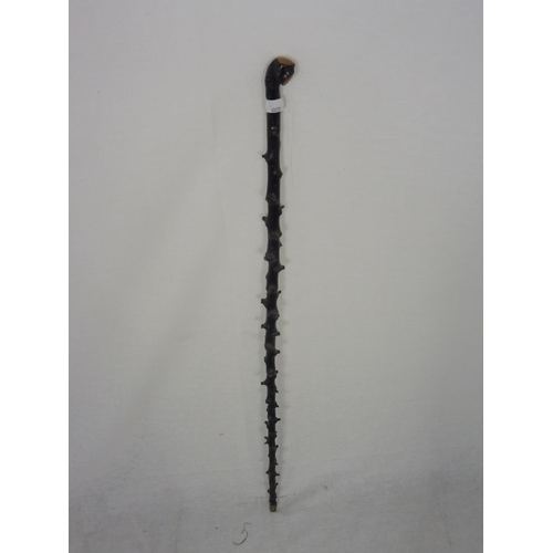 388 - Blackthorn Shillelagh Walking Stick