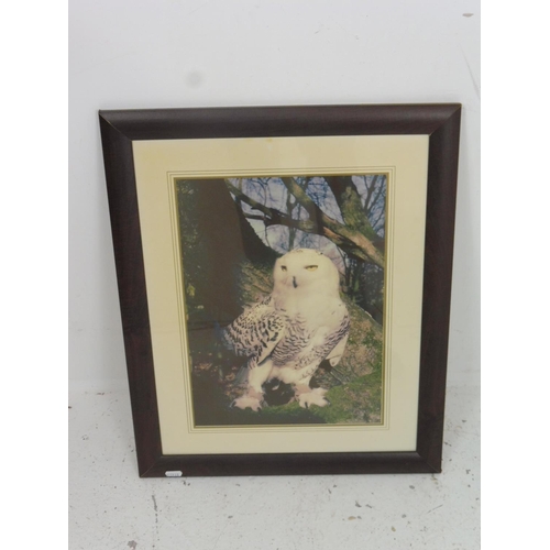 4 - Framed Wall hanging Photograph of Arctic Snowy Owl 22.5