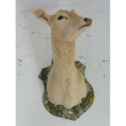 Lot 20        
