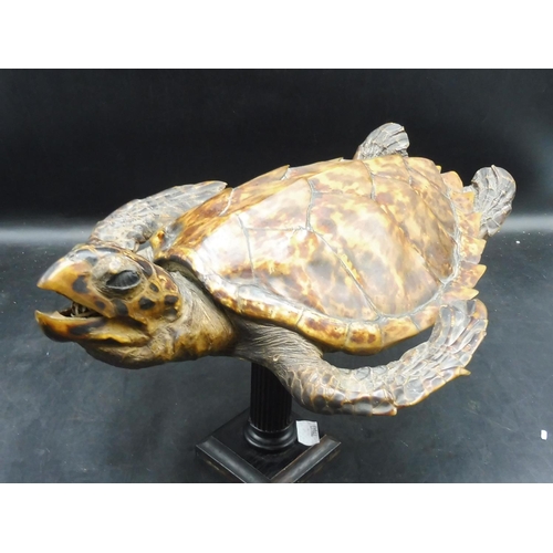 128 - Victorian Taxidermy Turtle on Stand (15