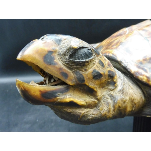 128 - Victorian Taxidermy Turtle on Stand (15