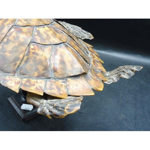 128 - Victorian Taxidermy Turtle on Stand (15