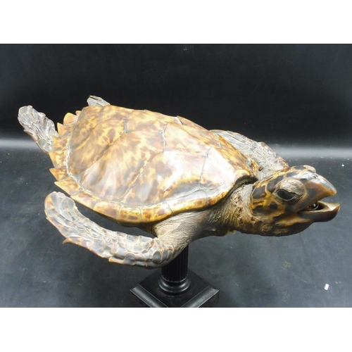 128 - Victorian Taxidermy Turtle on Stand (15