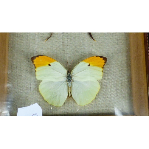 8 - Vintage Framed  4 Butterflies