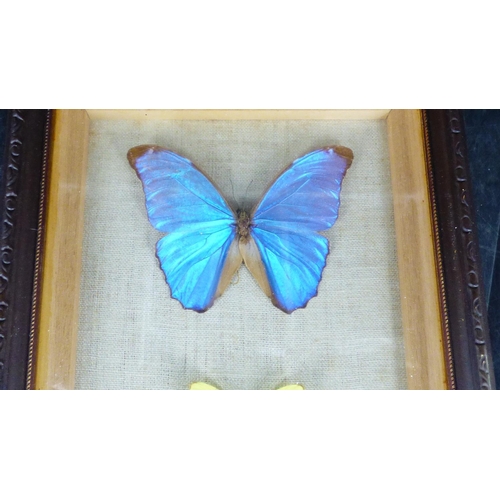 8 - Vintage Framed  4 Butterflies