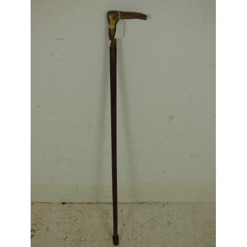 154 - Vintage Walking Cane with Stag Horn Handle 88cm Long