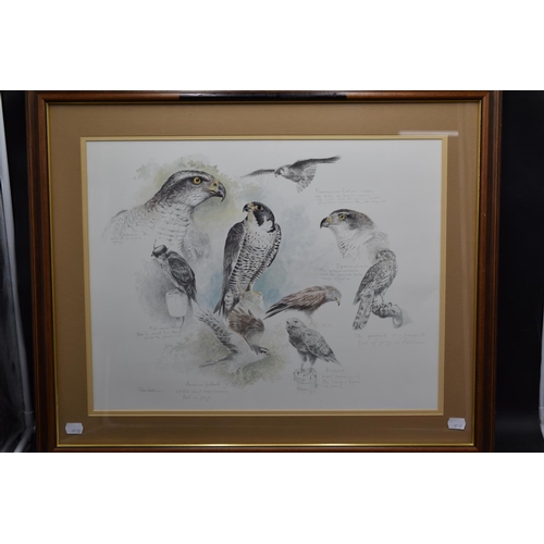 240 - Framed and Glazed Joel Kirk Birds of Prey approx. 27