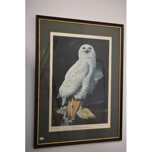 241 - Limited Edited Print of Snowy Owl (male) by Barry Driscoll with signature and Blindstamp approx. 25