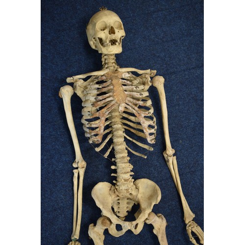 Real Human Bones for Sale