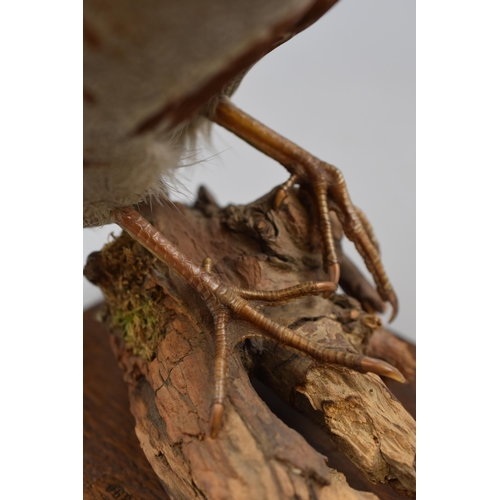 219 - Taxidermy Partridge Standing on Wooden Plinth. Approx. Height 10 inches