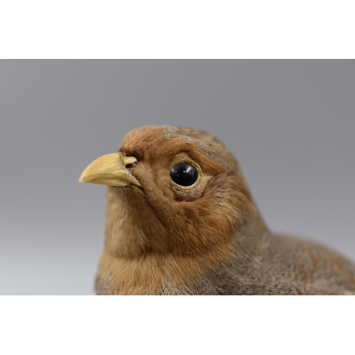 219 - Taxidermy Partridge Standing on Wooden Plinth. Approx. Height 10 inches