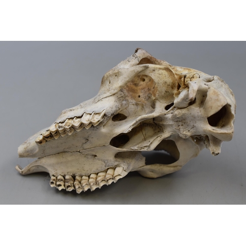 220 - Rams Head Skull Size Approx. 8 inches