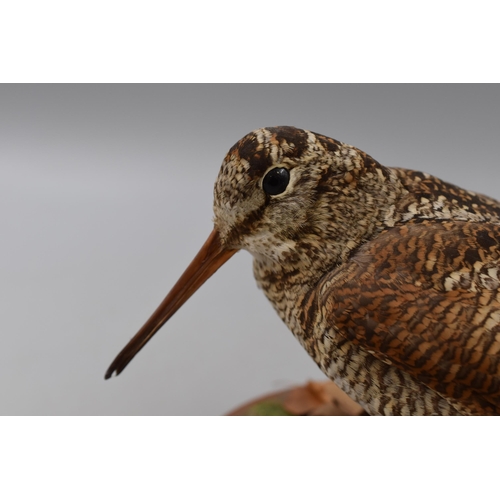 221 - Taxidermy Woodcock Standing on Wooden Plinth. Approx Height 7.5”