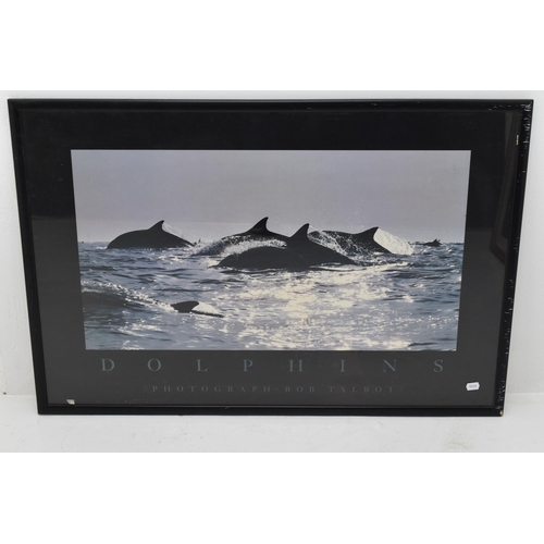 A Framed and Glazed Print Depicting Dolphins By Bob Talbot