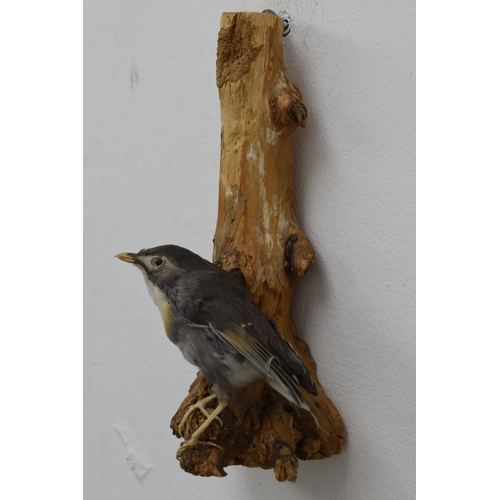 269 - Taxidermy Nuthatch standing on Branch