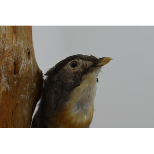 269 - Taxidermy Nuthatch standing on Branch