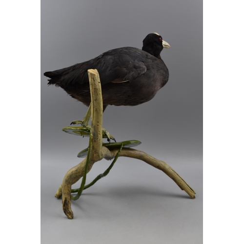 272 - Taxidermy Coot Standing on Branch (17