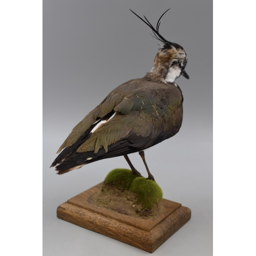 274 - A Taxidermy Lapwing Bird On Wooden Plinth, Approx 9