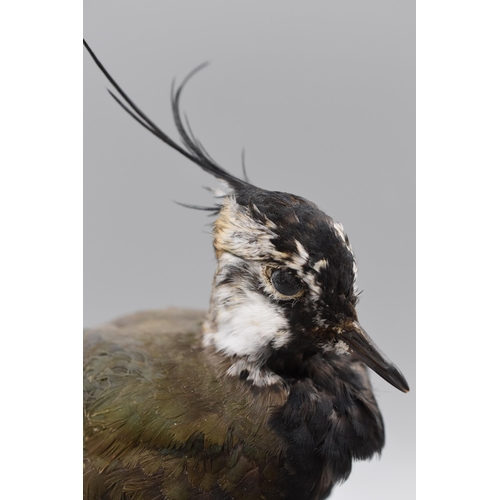 274 - A Taxidermy Lapwing Bird On Wooden Plinth, Approx 9