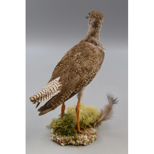 275 - Taxidermy Sandpiper / Curlew Standing on Fauna (8