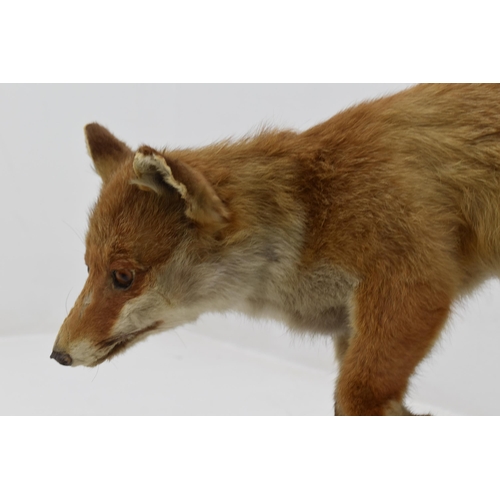 281 - Taxidermy Standing Fox Figure Standing on Wooden Plinth (26