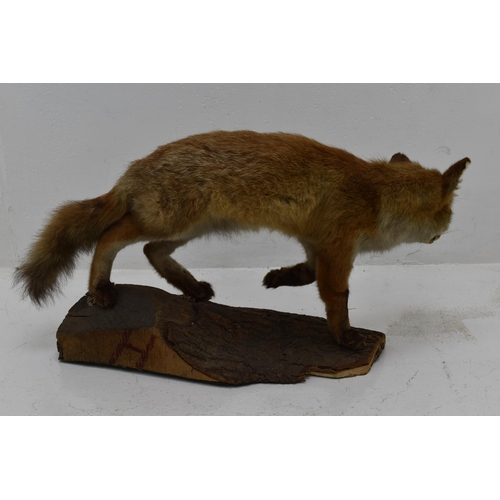 281 - Taxidermy Standing Fox Figure Standing on Wooden Plinth (26