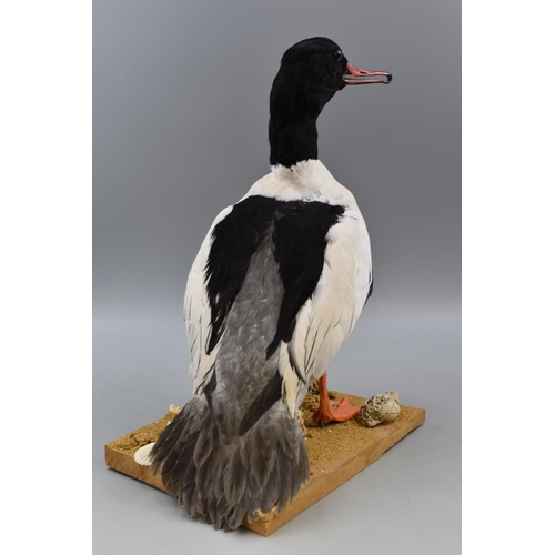 282 - A Taxidermy Common Merganser, On Beach Themed Wooden Stand. Approx 16