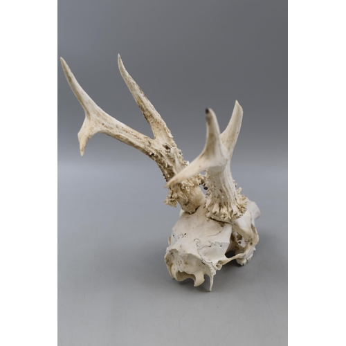 295 - Decorative Deer Skull with Antlers (Possibly Roe Deer). Approx. 13 inches