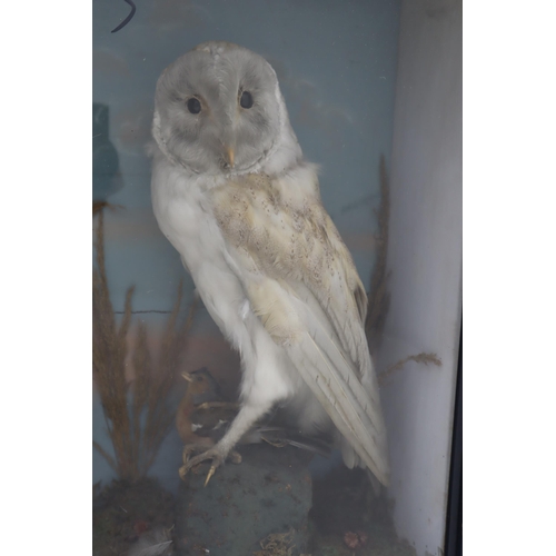 349 - Vintage Taxidermy Owl and Squirrel with Fauna in Glass Fronted Wood Case (50cm x 48cm x 17cm)