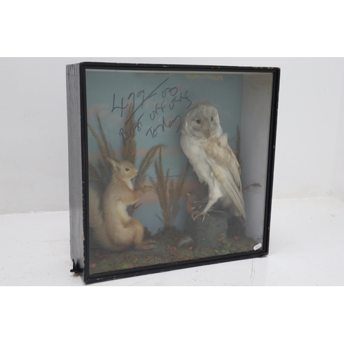 349 - Vintage Taxidermy Owl and Squirrel with Fauna in Glass Fronted Wood Case (50cm x 48cm x 17cm)