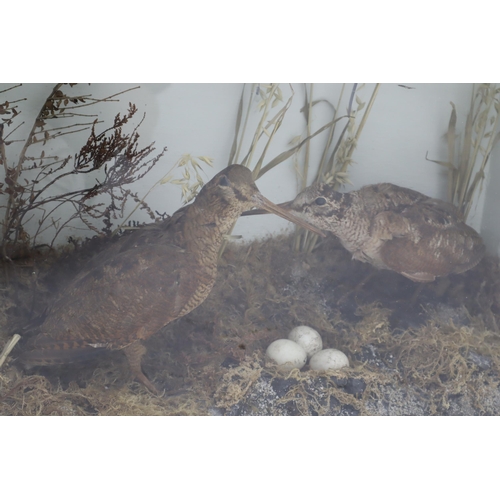 350 - Pair of Taxidermy Woodcocks with eggs and Fauna in Glass Fronted Wooden Case (60cm x 48cm x 24cm)