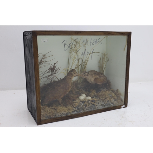 350 - Pair of Taxidermy Woodcocks with eggs and Fauna in Glass Fronted Wooden Case (60cm x 48cm x 24cm)