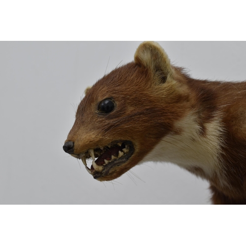 395 - Taxidermy Mink Mounted on Wooden Branch (19