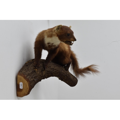 395 - Taxidermy Mink Mounted on Wooden Branch (19