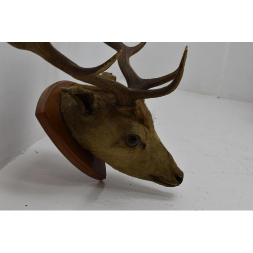 397 - Taxidermy Fallow Deer Head mounted on Wooden Plaque (Nose to Tip 30