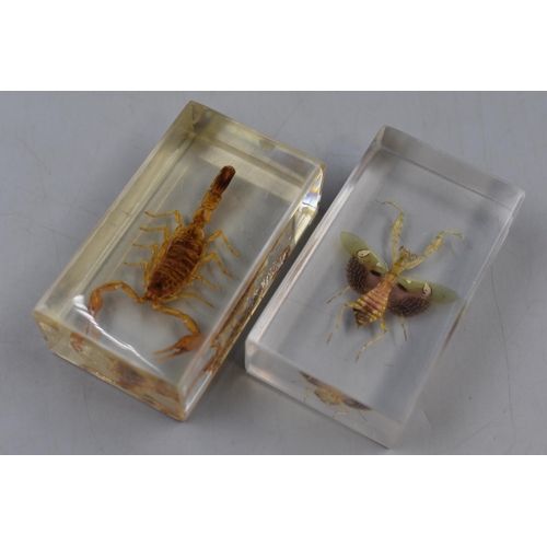 391 - Collection of Five Insects in Resin