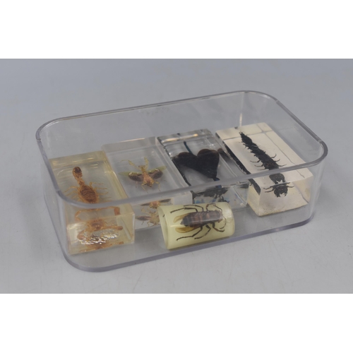 391 - Collection of Five Insects in Resin