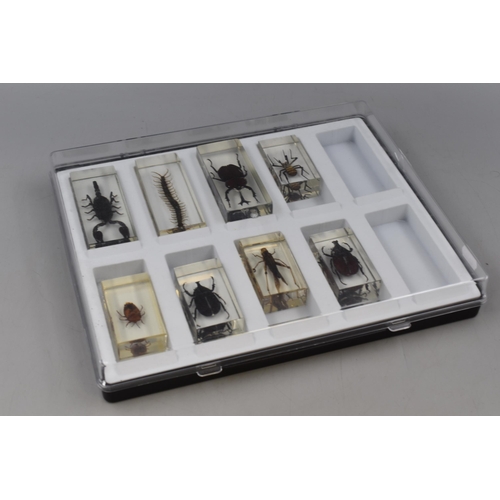 427 - Real Life Bug Collection encased in Clear Acrylic 8 in total