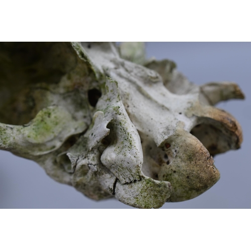 458 - Three Decorative Weathered Sheep Skulls