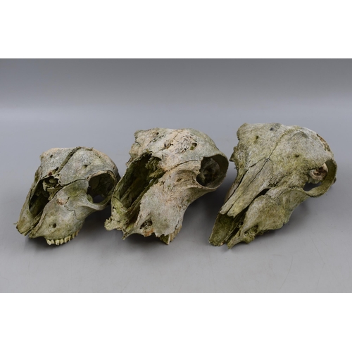 458 - Three Decorative Weathered Sheep Skulls