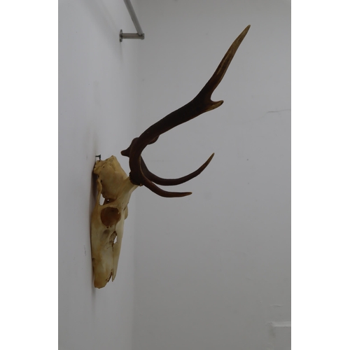 260 - Deer Skull with Antlers approx 28 