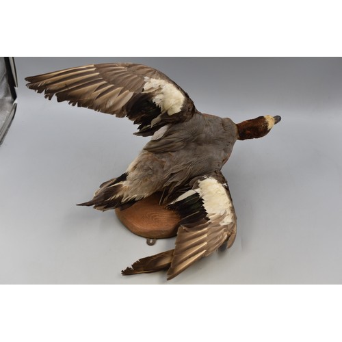 275 - Taxidermy Pin Tail Duck Mounted on Wooden Plaque (18