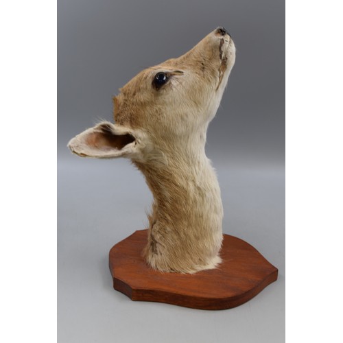 274 - Taxidermy Roe Deer Head and Neck mounted on Wooden Plinth approx. 13